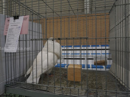 XIV Concurso Exposición de Palomas de Raza en Mula 2024